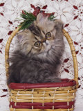 Persian Cat Brown Tabby Kitten in Basket, Texas, USA
