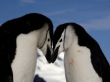 Adult Chinstrap Penguins Courting, Half Moon Bay, Antarctica, January 2007