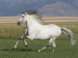 Grey Andalusian Stallion Running in Field, Longmont, Colorado, USA