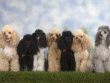 Buy Seven Miniature Poodles of Different Coat Colours to Show Coat Colour Variation Within the Breed at AllPosters.com