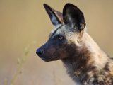 African Wild Dog, Moremi Wildlife Reserve, Botswana