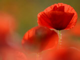 Common Poppy Flower, Cornwall, UK