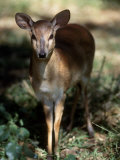 Suni Antelope De Wildt Gr, South Africa