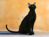 Oriental Shorthair Cat, Black Ebony