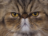 Persian Cat Brown Tabby Face Portrait, Texas, USA