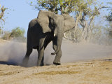 African Elephant Charging, Chobe National Park, Botswana