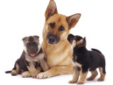 German Shepherd Dog Alsatian Bitch Lying with Her Two Puppies