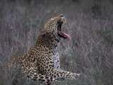 Male Leopard Yawning Kruger Np, South Africa