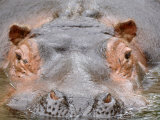 Hippopotamus Face Close-Up Surfacing from Water. Captive, Iucn Red List of Vulnerable Species