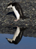 Adult Chinstrap Penguin, Yankee Harbour, Antarctica, January 2007