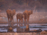 African Elephants at Water Hole, Etosha Np, Namibia