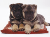 Two German Shepherd Dog Alsatian Pups, 5 Weeks Old, Lying on a Pillow