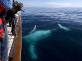 Buy Humpback Whale Plays Alongside Sy "Adele" in the Gerlache Strait, Antarctica, January 2007 at AllPosters.com