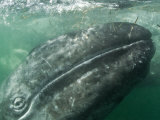 Grey Whale Calf with Mother Behind, San Ignacio Lagoon, Baja California, Mexico
