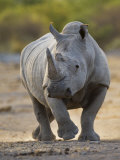 White Rhinoceros Etosha Np, Namibia January