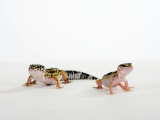 Buy Pair of Leopard Geckos at AllPosters.com
