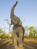 Asian Indian Elephant Holding Trunk in the Air, Bandhavgarh National Park, India. 2007