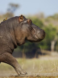 Hippopotamus Running with Oxpecker on its Back, Chobe National Park, Botswana