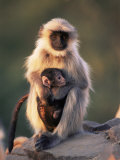Hanuman Langur Adult Caring for Young, Thar Desert, Rajasthan, India