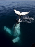 Buy Humpback Whale Plays Alongside Sy "Adele" in the Gerlache Strait, Antarctica, January 2007 at AllPosters.com