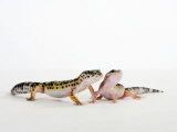 Buy Pair of Leopard Geckos at AllPosters.com
