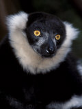 Black and White Ruffed Lemur. Shaldon Zoo, UK