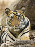 Tiger Portrait Bandhavgarh National Park, India 2007