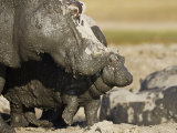 Hippopotamus Mud Covered Mother and Baby, Chobe National Park, Botswana