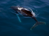 Buy Humpback Whale Plays Alongside Sy "Adele" in the Gerlache Strait, Antarctica, January 2007 at AllPosters.com
