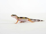 Leopard Gecko Walking