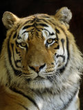Siberian Tiger Male Portrait, Iucn Red List of Endangered Species