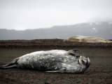 Weddell Seals Bask on the Volcanic Shore Line, Deception Island, Antarctic Peninsula, January 2007