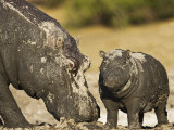 Hippopotamus Mud Covered Mother and Baby, Chobe National Park, Botswana