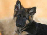 Domestic Dog, German Shepherd Alsatian Juvenile. 5 Months Old
