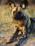 African Wild Dog, Moremi Wildlife Reserve, Botswana