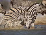 Common Zebra Wading at Waterhole Etosha Np, Namibia, 2006