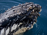 Buy Close Up of a Humpback Whale Spyhopping in the Gerlache Strait, Antarctica, January 2007 at AllPosters.com