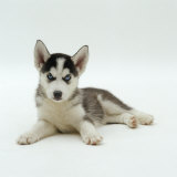 Blue-Eyed Siberian Husky Dog Puppy, 6 Weeks Old, Lying Down