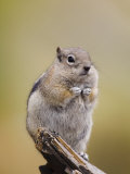 Golden-Mantled Ground Squirrel Rocky Mountain National Park, Colorado, USA