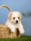 Buy Coton De Tulear Puppy, 6 Weeks, in a Basket at AllPosters.com