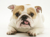 Bulldog Bitch, 