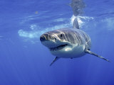 Great White Shark Underwater, Guadalupe Island, Mexico