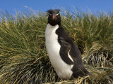 Buy Adult Rockhopper Penguin, Cape Bougainville, Falkland Islands, January 2007 at AllPosters.com