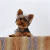 Yorkshire Terrier Portrait
