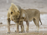 African Lion Courtship Behaviour Prior to Mating, Etosha Np, Namibia