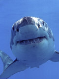 Great White Shark Underwater, Guadalupe Island, Mexico