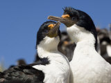 Buy Pair of Blue Eyed Shags Cormorants at Cape Bougainville, Falkland Islands, January 2007 at AllPosters.com