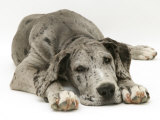 Blue Harlequin Great Dane Pup, 'Maisie', Lying with Chin on the Floor