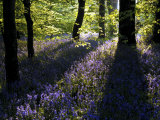 Lanhydrock Beech Woodland with Bluebells in Spring, Cornwall, UK