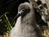 Buy Sooty Albatross Chick Near Grytviken, South Georgia, February 2007 at AllPosters.com